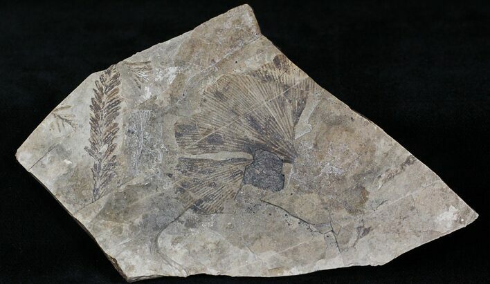 Ginko and Metasequoia Plant Fossils - Cache Creek #1125